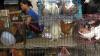 Chicken market