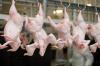 Chicken inspection line