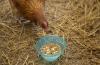 chicken and feed