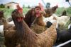 Farm chickens