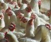 Chickens in barn 
