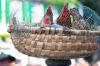 Chickens in basket cage