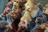 Chickens in pen