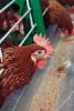 Chickens near a feeder