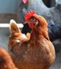 Farm chicken