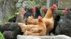 Chickens on farm