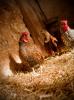 Farm chickens