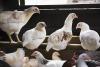 Roosting chickens