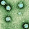 Chikungunya viruses