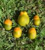 Citrus greening in oranges