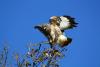 Common buzzard