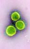 COVID-19 virus