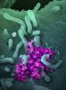 SARS-CoV-2 virus under microscope