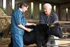 Cow veterinarian and farmer