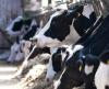 Cows feeding