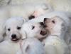 Adorable puppies