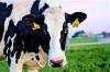Dairy cow