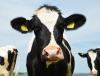 Dairy cow