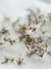 Dead mosquitoes