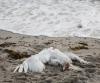 Dead swan