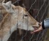 Deer hand feeding