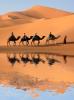Camels with riders in a desert setting