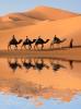 Camels with riders in a desert setting