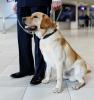 Detection dog at airport