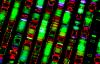 DNA sequence