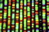 DNA fingerprint