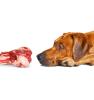 Dog sniffing raw meat bone