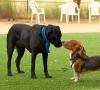 Dogs touching noses