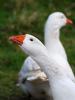 Domestic geese
