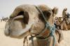 Dromedary camels