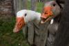 Ducks close up