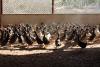 duckfarm