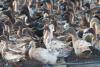Traditional duck farm