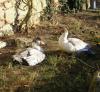 Ducks in France