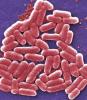 E coli