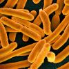 E coli bacteria