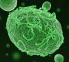 Ebola-infected cell