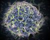 Ebola virus