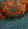 Ebola viruses