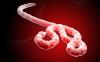 Ebola virus