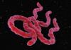 Ebola virus