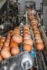 Egg productio