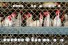 Egg-laying hens