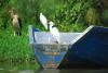 egrets and stork