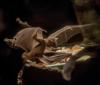 Egyptian fruit bat