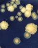 Enterobacter cloacae